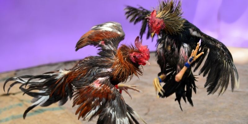 win 33 KM Game Bài 3d