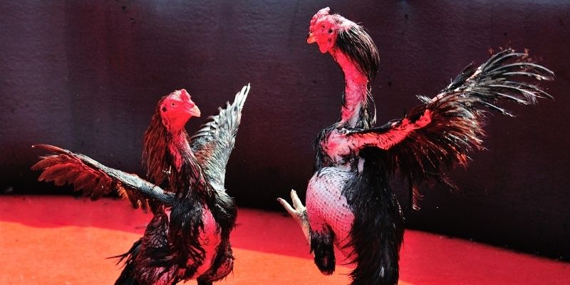 win 33 thị trường baccarat là gì