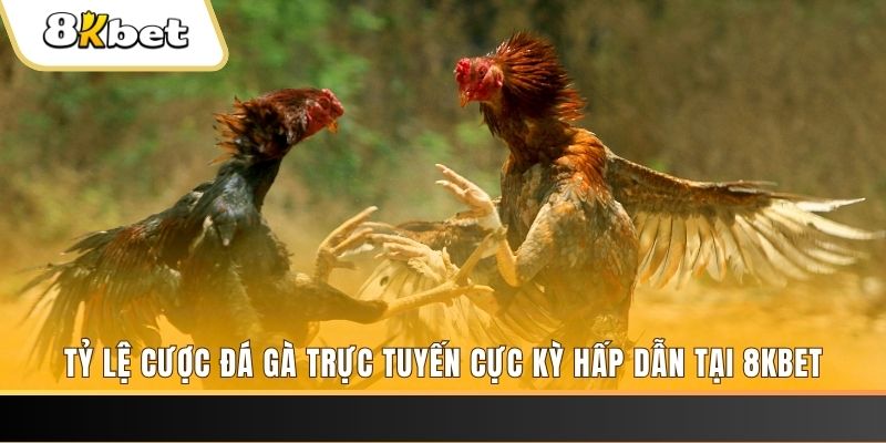 win 33 c1 gà chọi