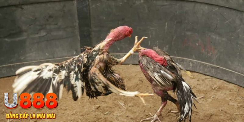 win 33 đăng nhập tiến lên miền nam số 1